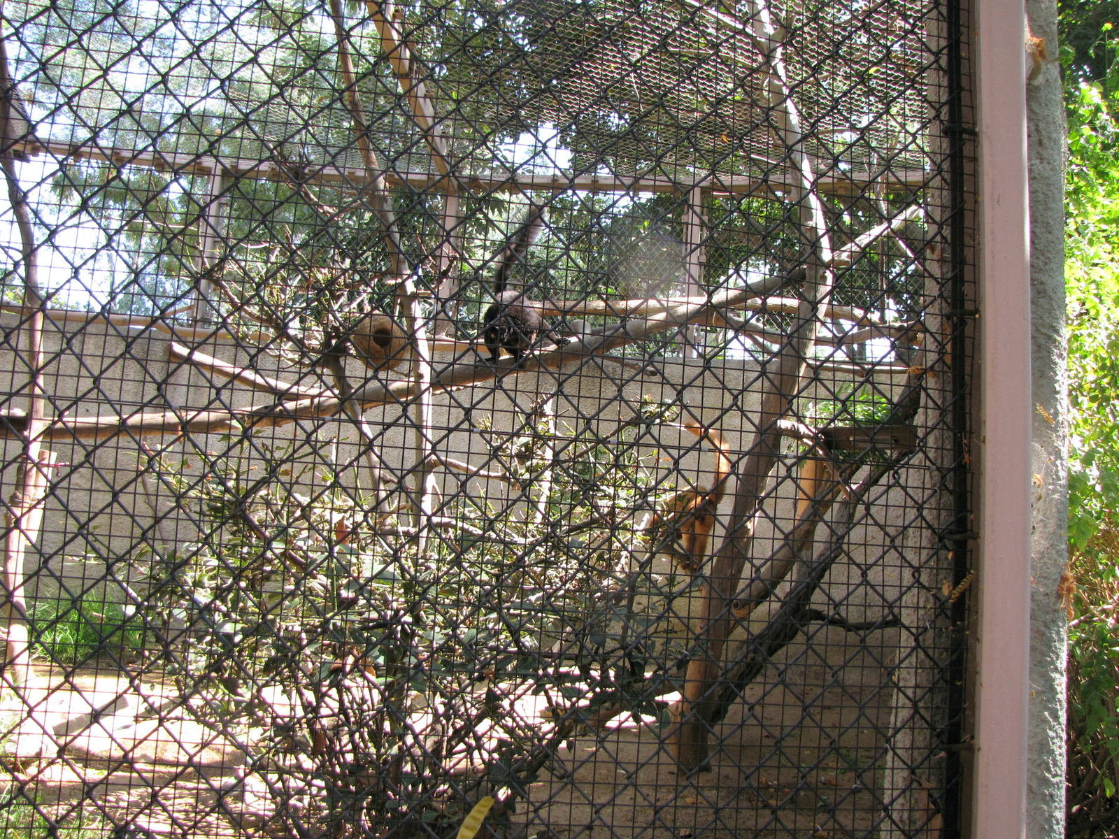 Blue-eyed Lemur Enclosure