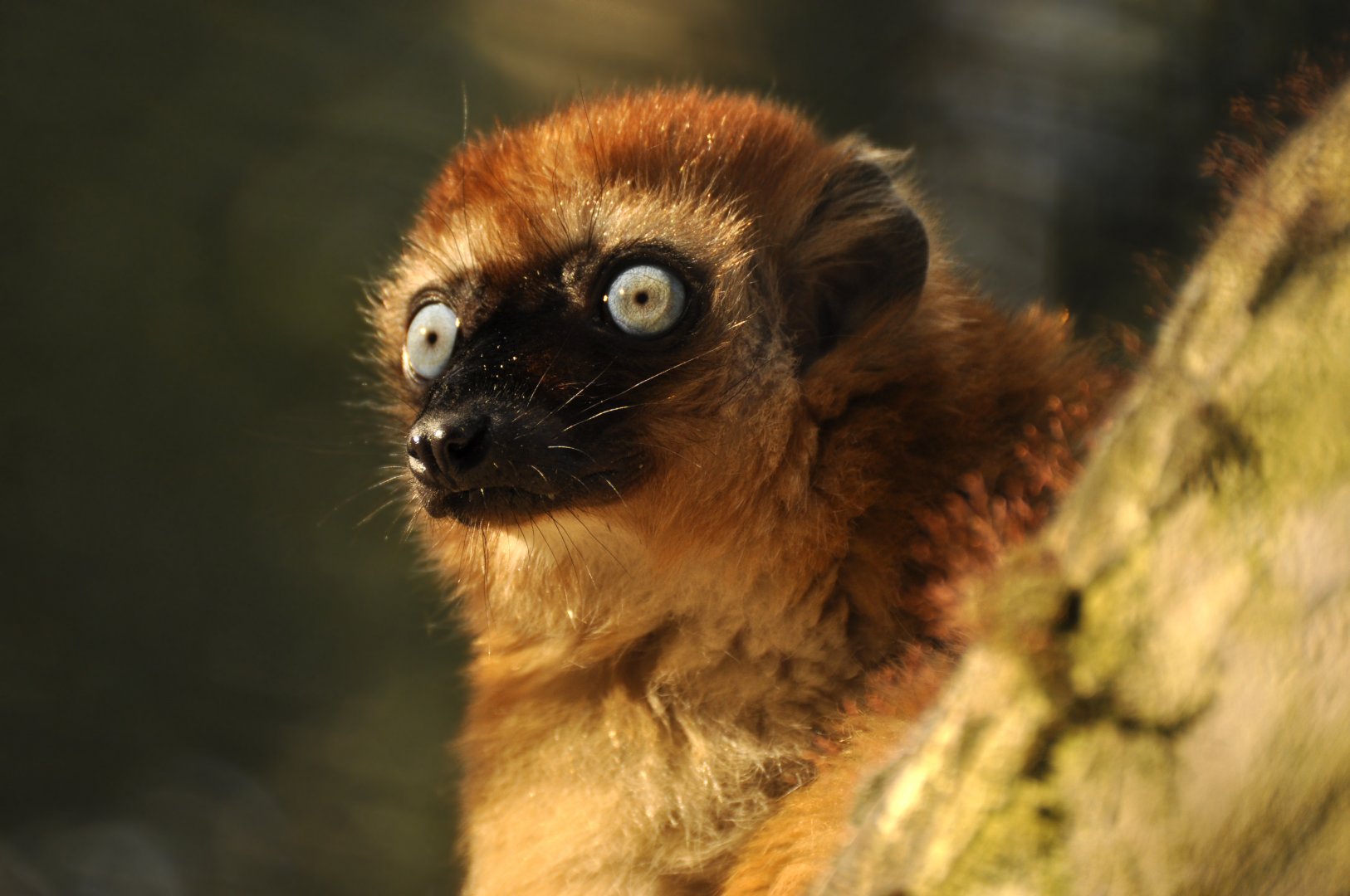 Blue-eyed lemur (Eulemur flavifrons)