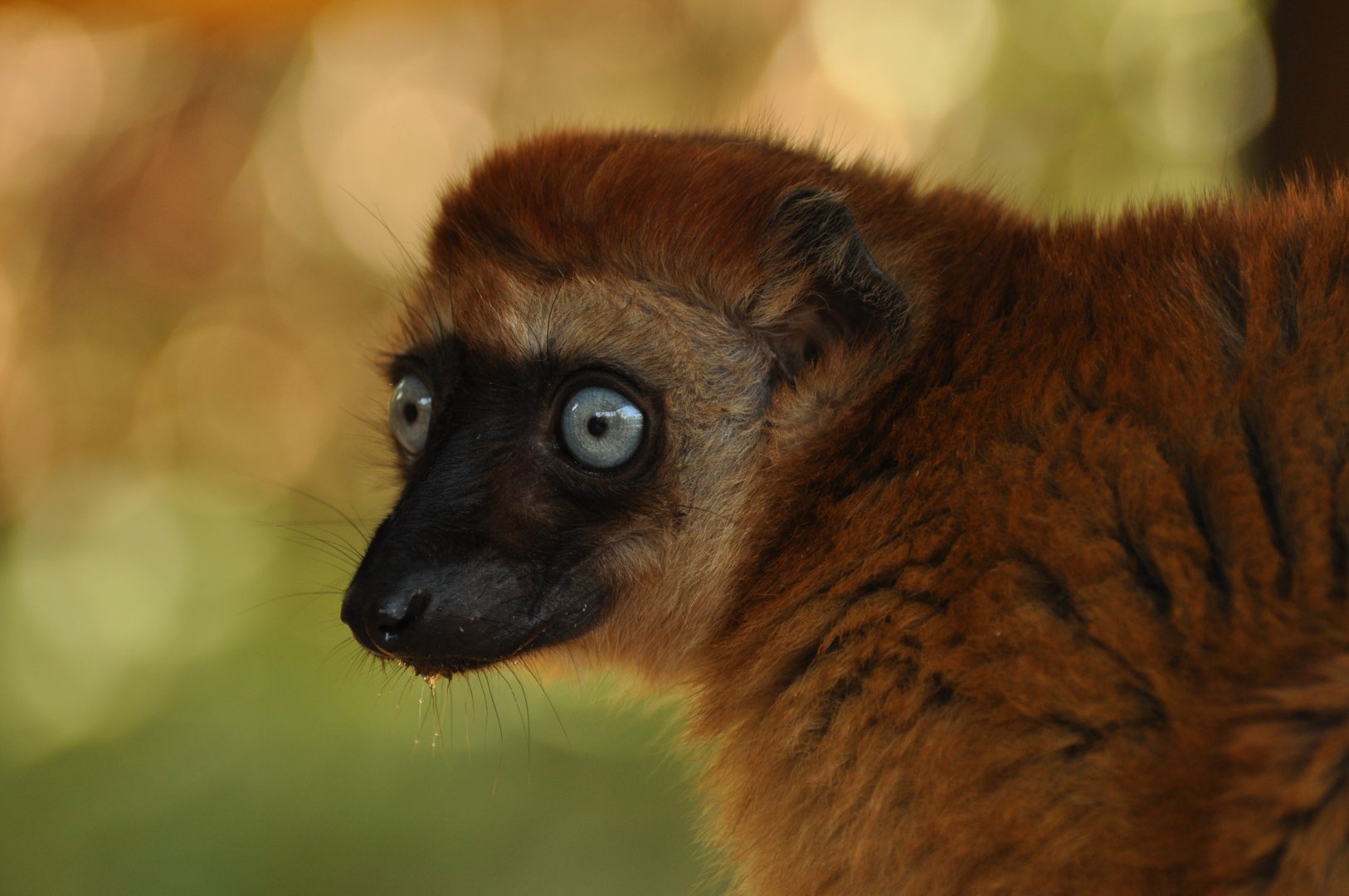 Blue-eyed lemur (Eulemur flavifrons)