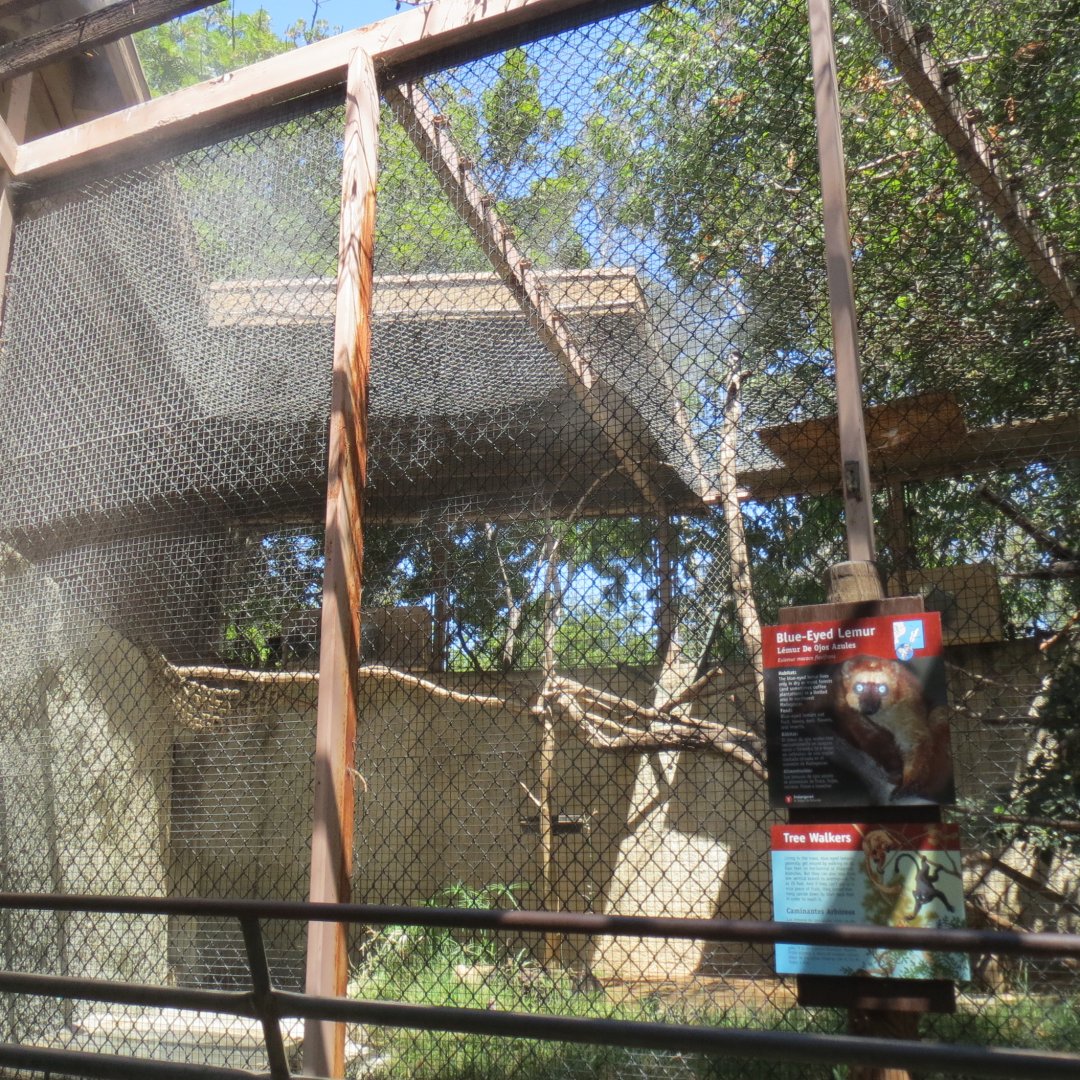 Blue Eyed Lemur Exhibit