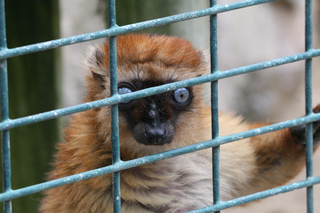 Blue-eyed Lemur