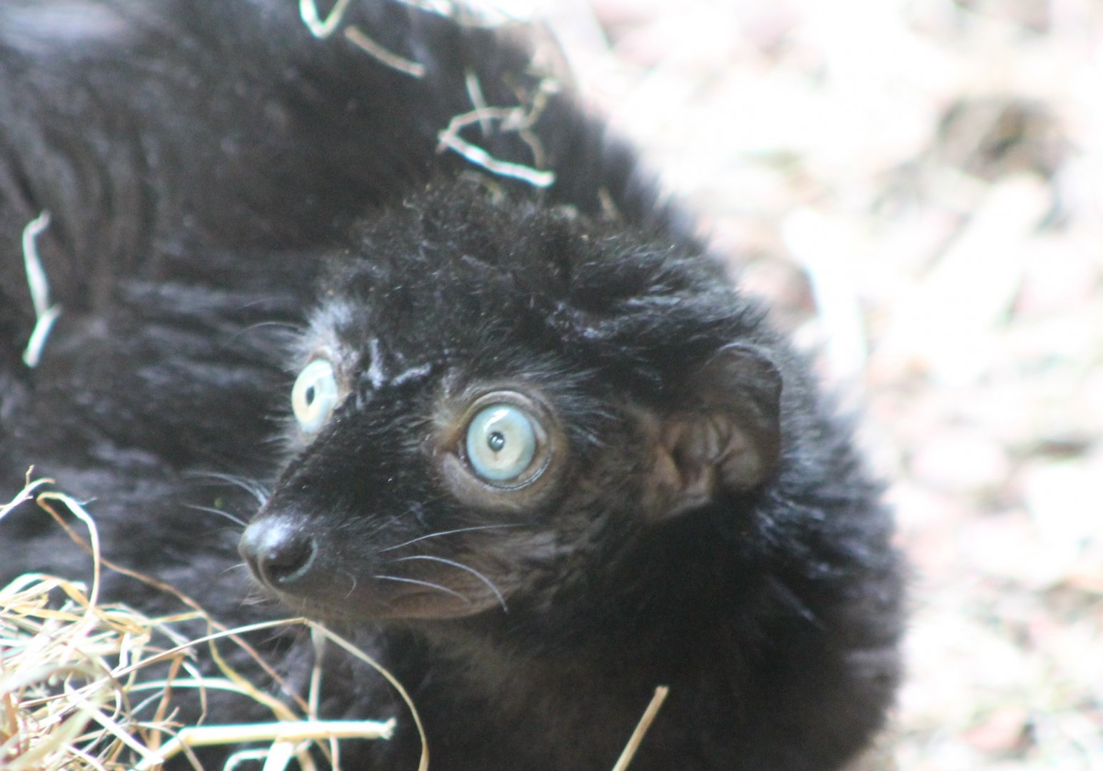 Blue-eyed lemur