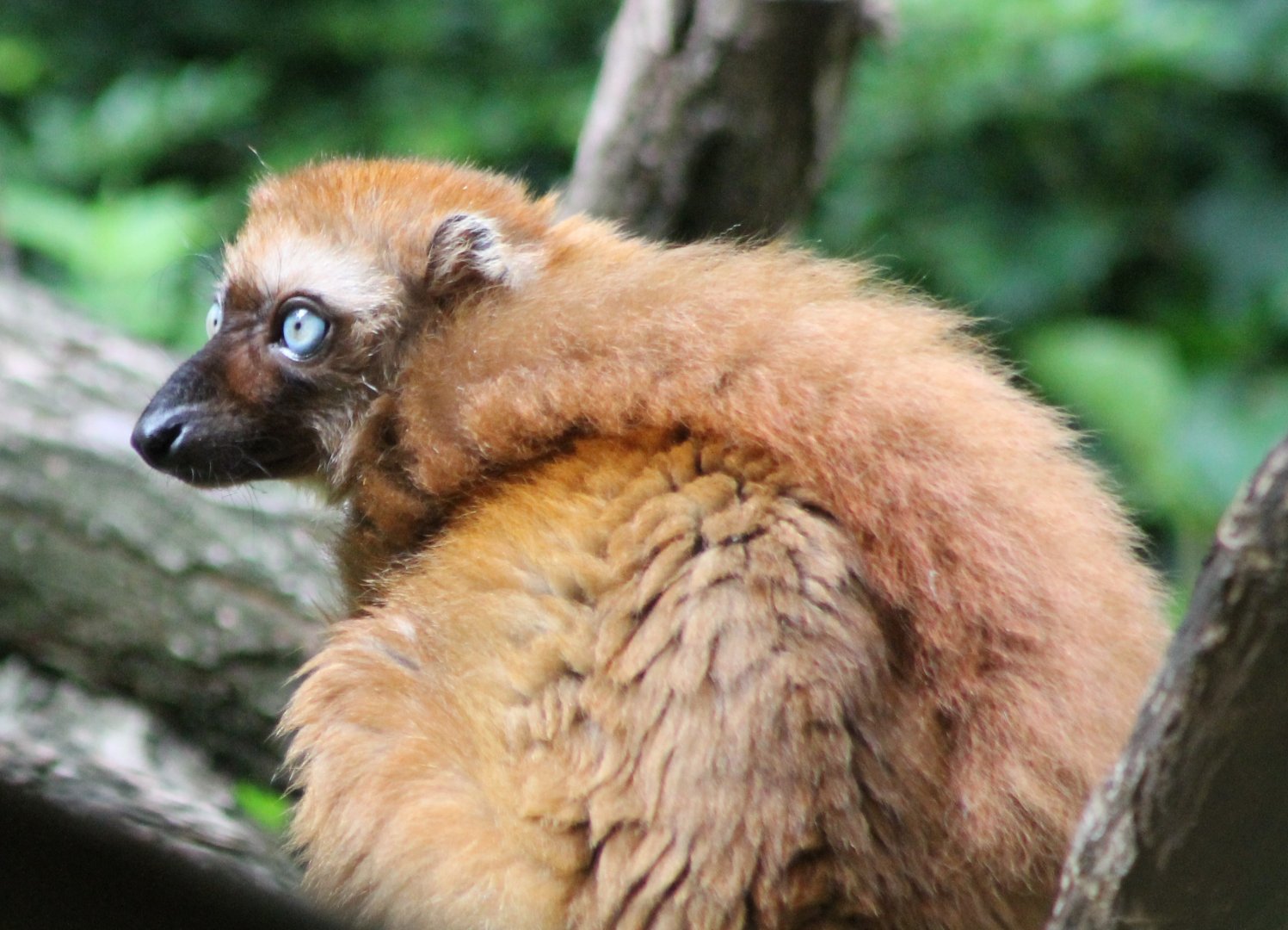 Blue-eyed lemur