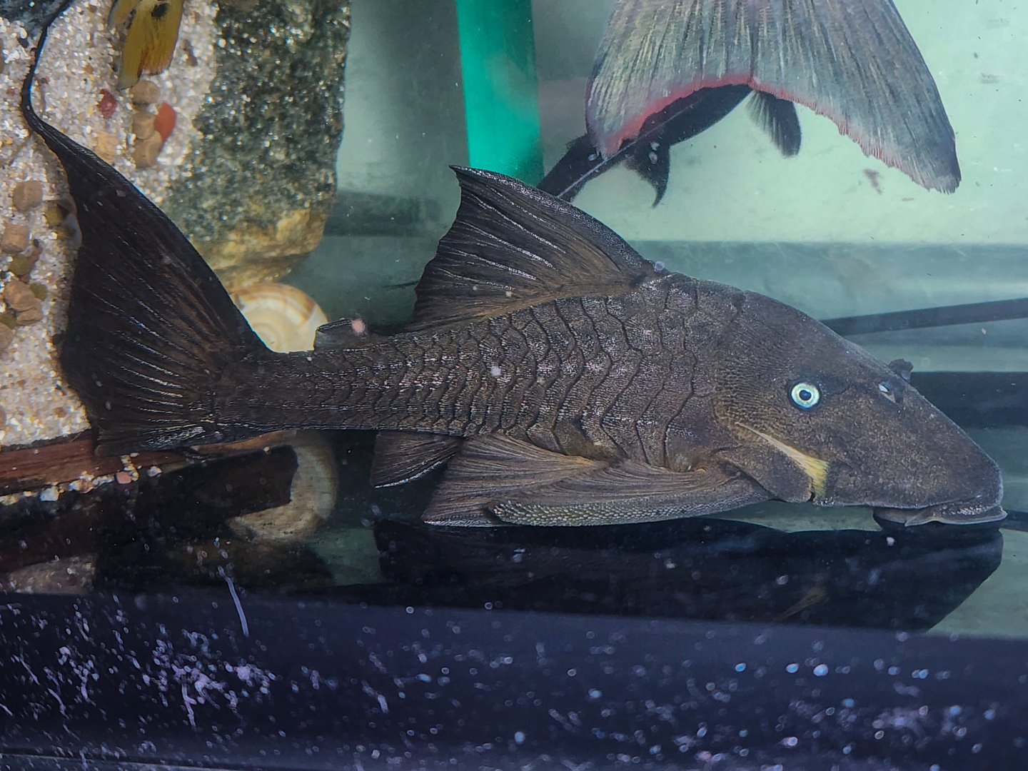 Blue-eyed Panaque, BEC (Panaque cochliodon)