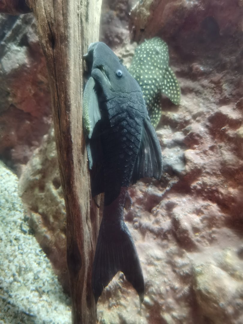 Blue eyed pleco