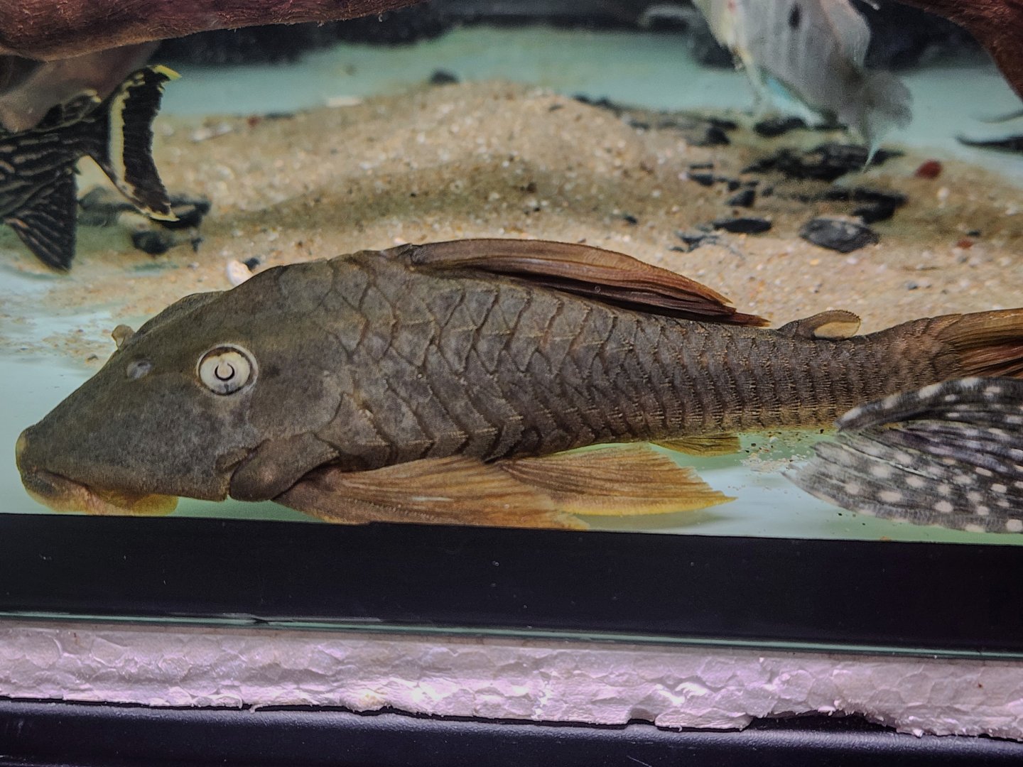 Blue-eyed Redfin Pleco, L137 (Hypostomus soniae)