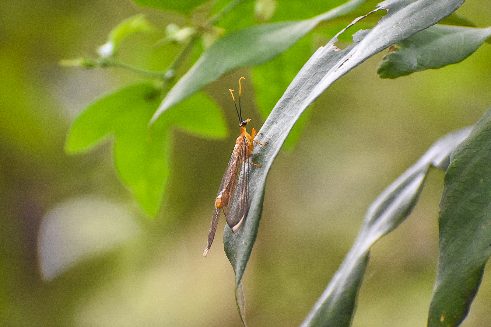 Blue Eyes Lacewing (Nymphes myrmeleonoides)