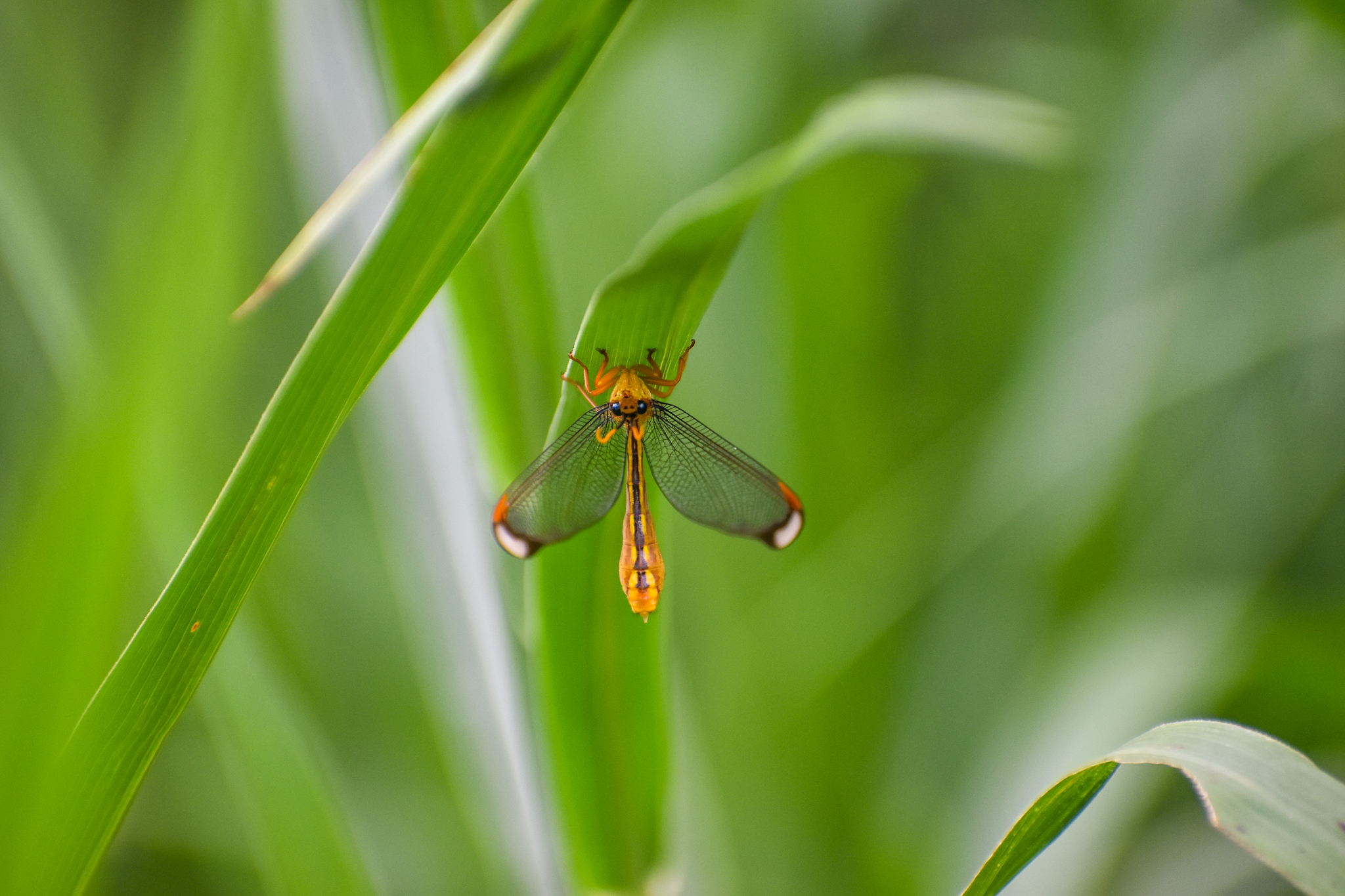 Blue Eyes Lacewing