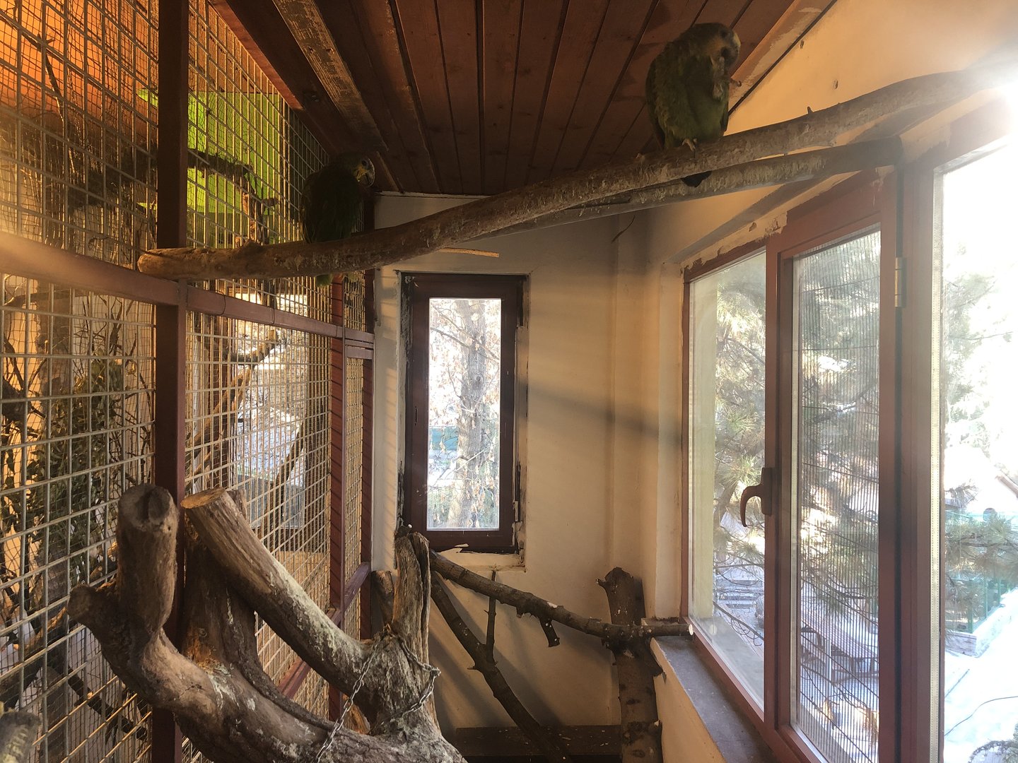 Blue-faced (?) Amazon Enclosure at the Ankara Domestic Animals Park