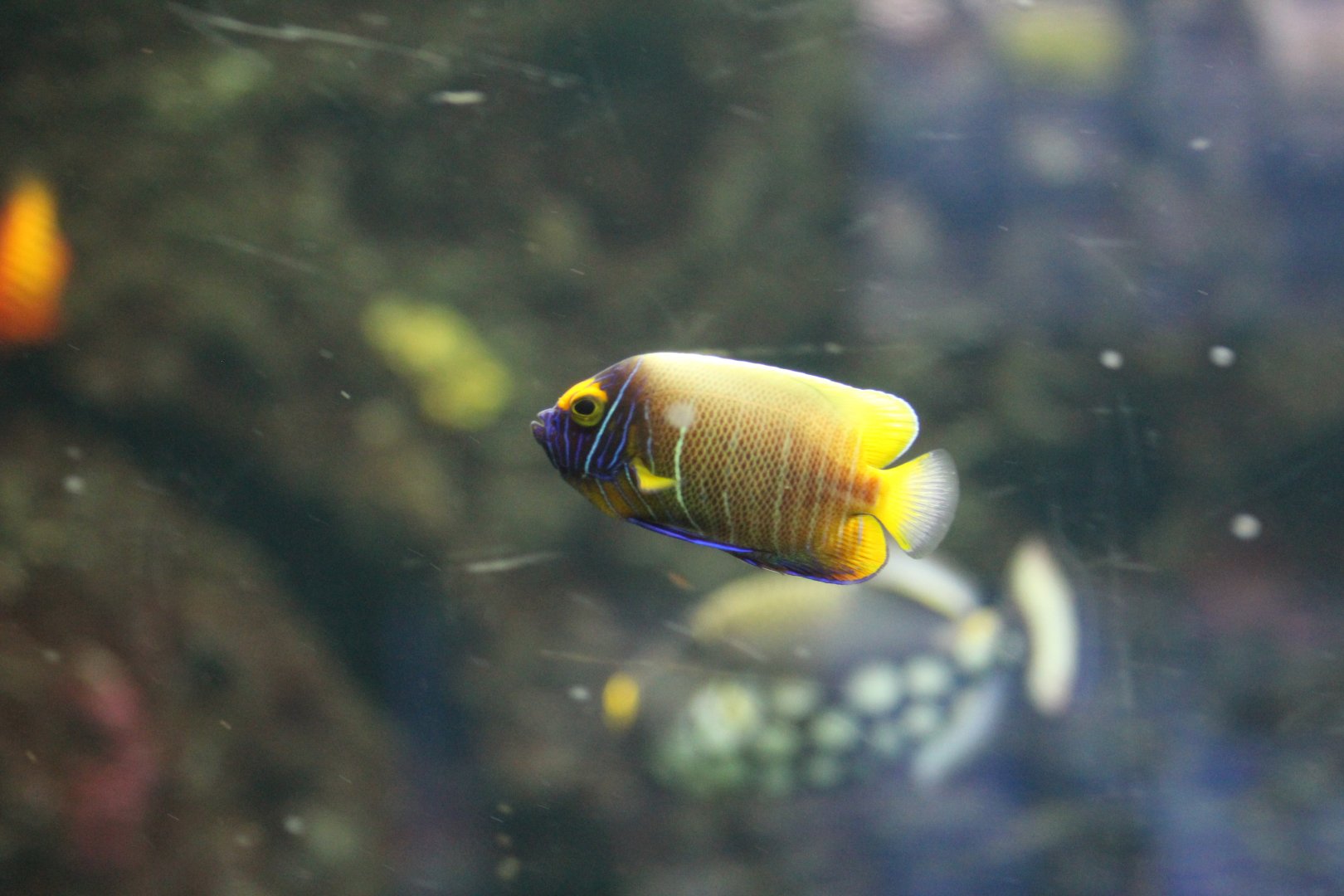 Blue-Faced Angelfish