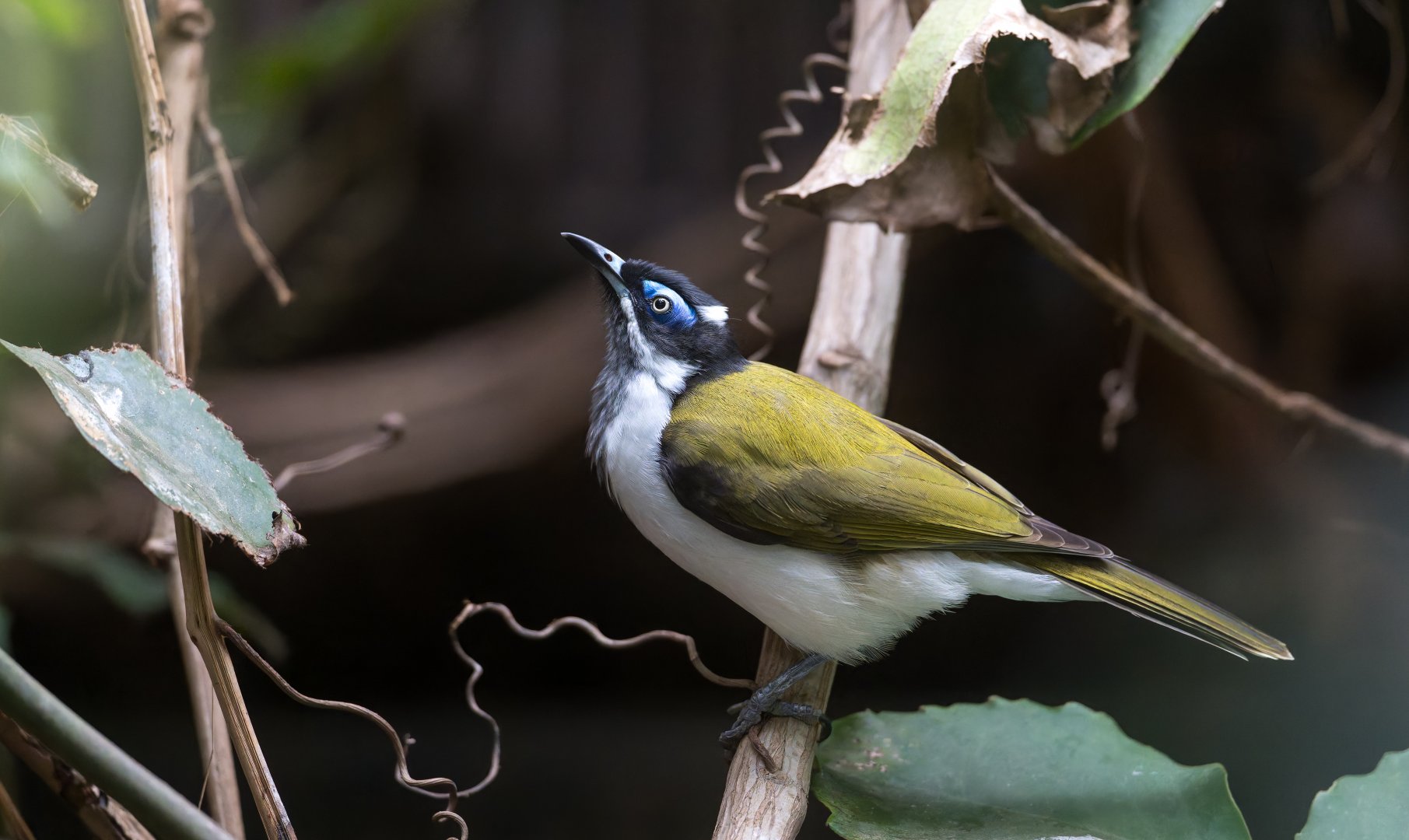 Blue faced Honey Eater, CWP, UK