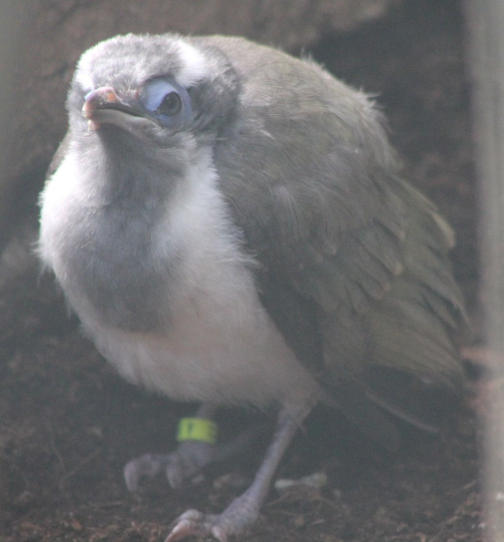 Blue-faced honey-eater - just out of the nest
