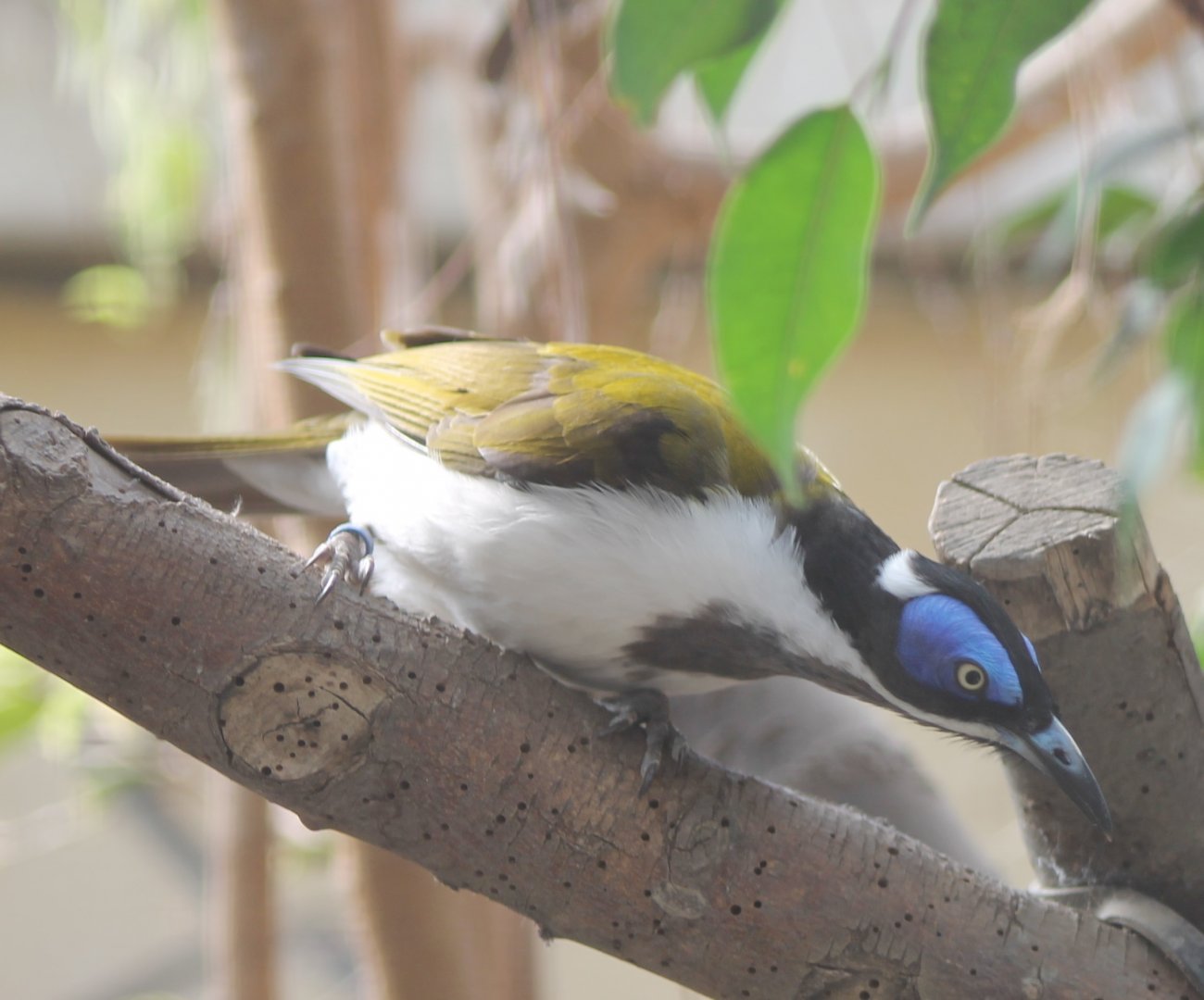 Blue-faced honey-eater
