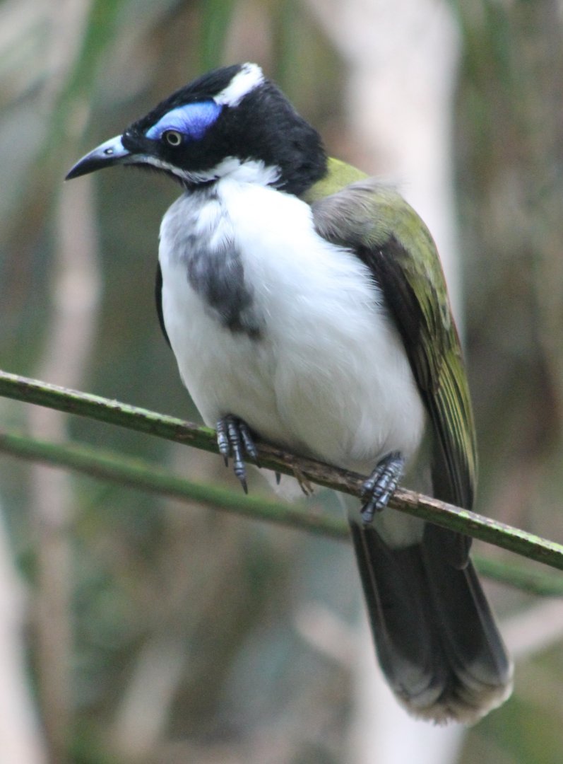 Blue-faced honey-eater