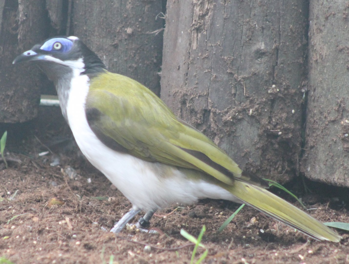 Blue-faced honey-eater