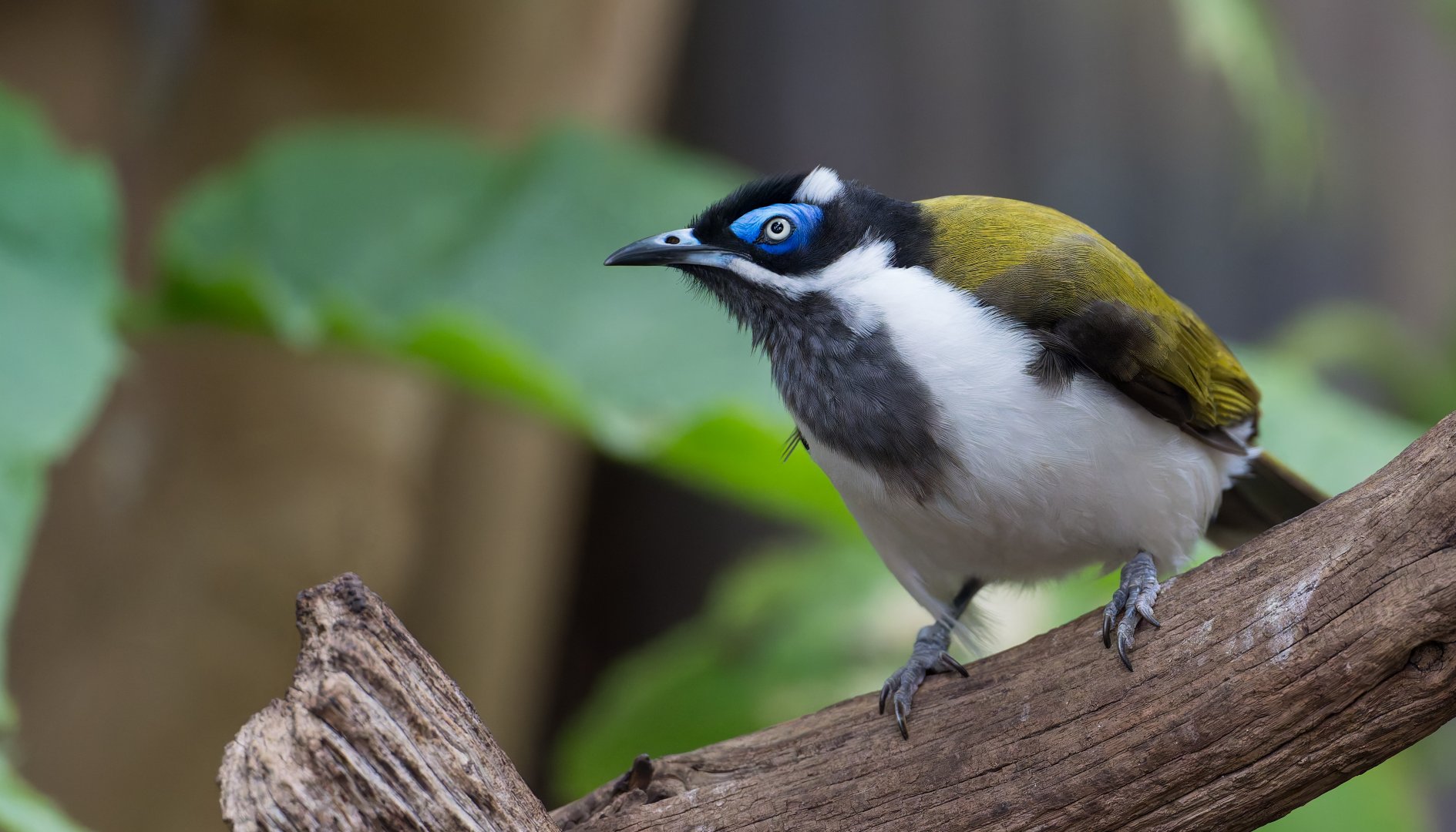 Blue Faced Honey Eater