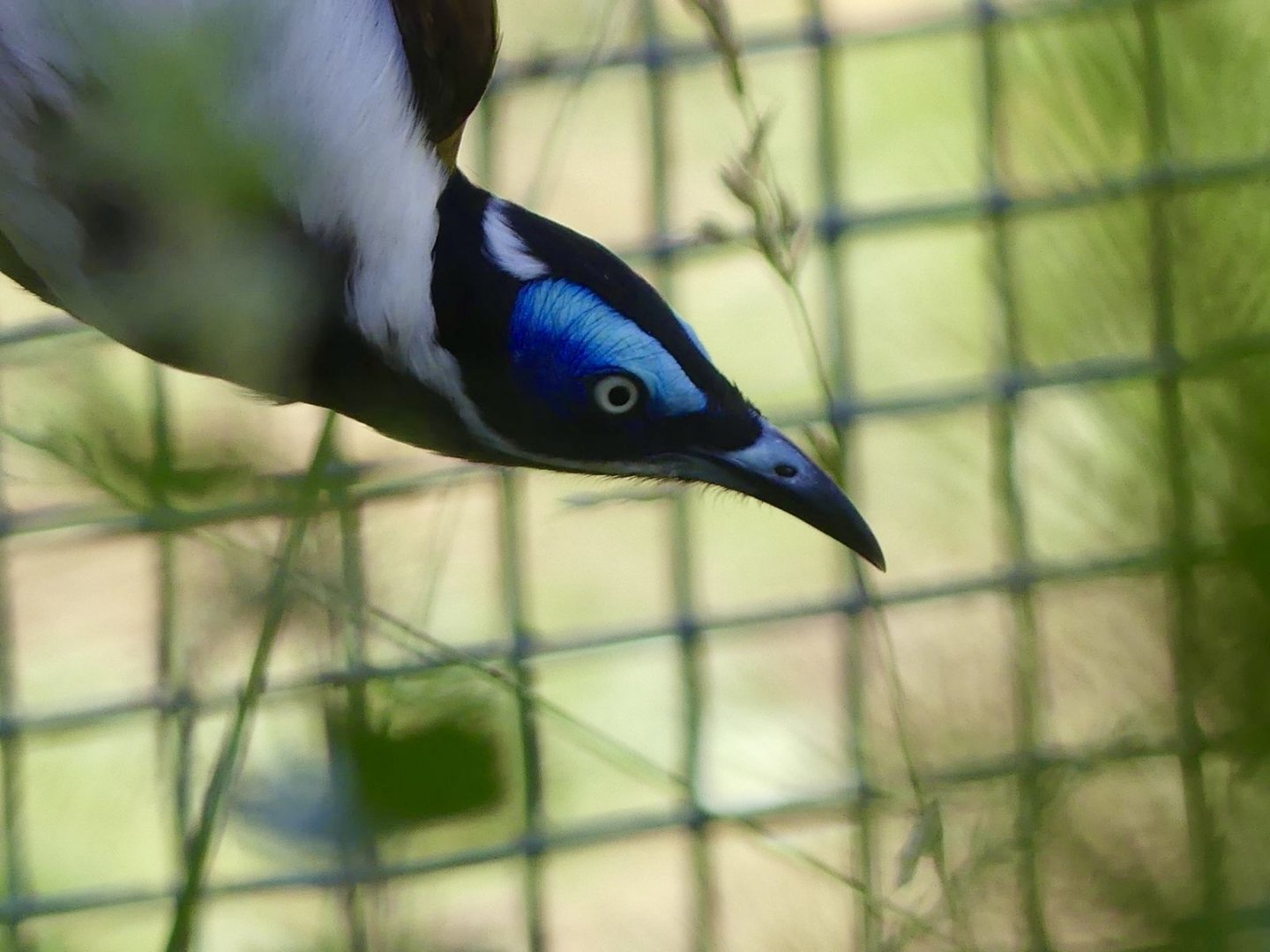 Blue Faced Honeyeater - 11.07.25