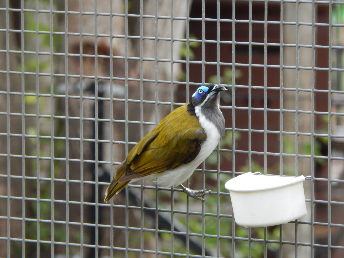 Blue-faced honeyeater 150725
