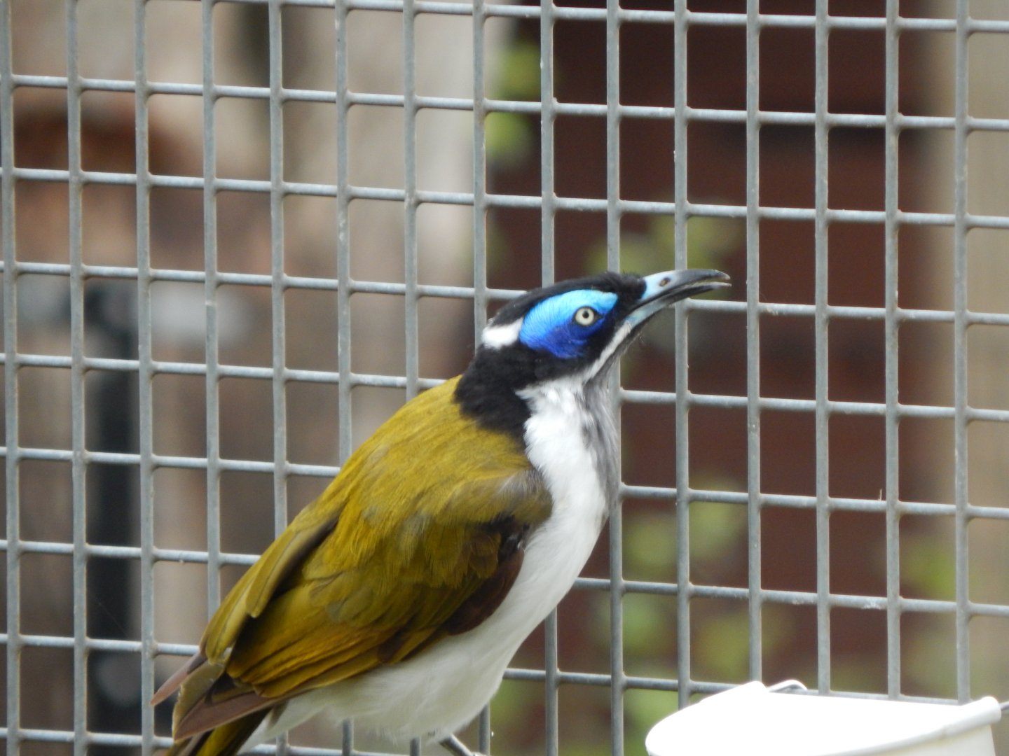 Blue-faced honeyeater 150725
