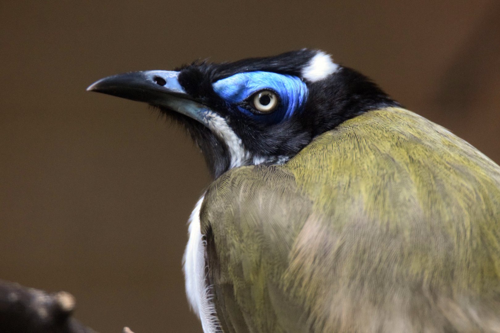 Blue-faced honeyeater, 20.10.2019