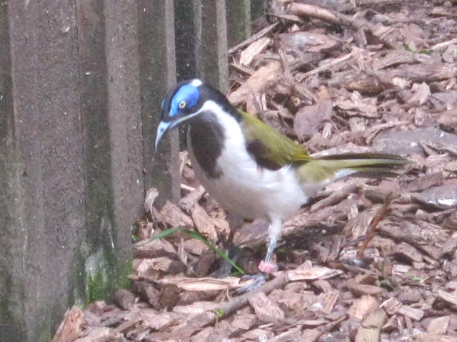 Blue-faced  honeyeater 2017