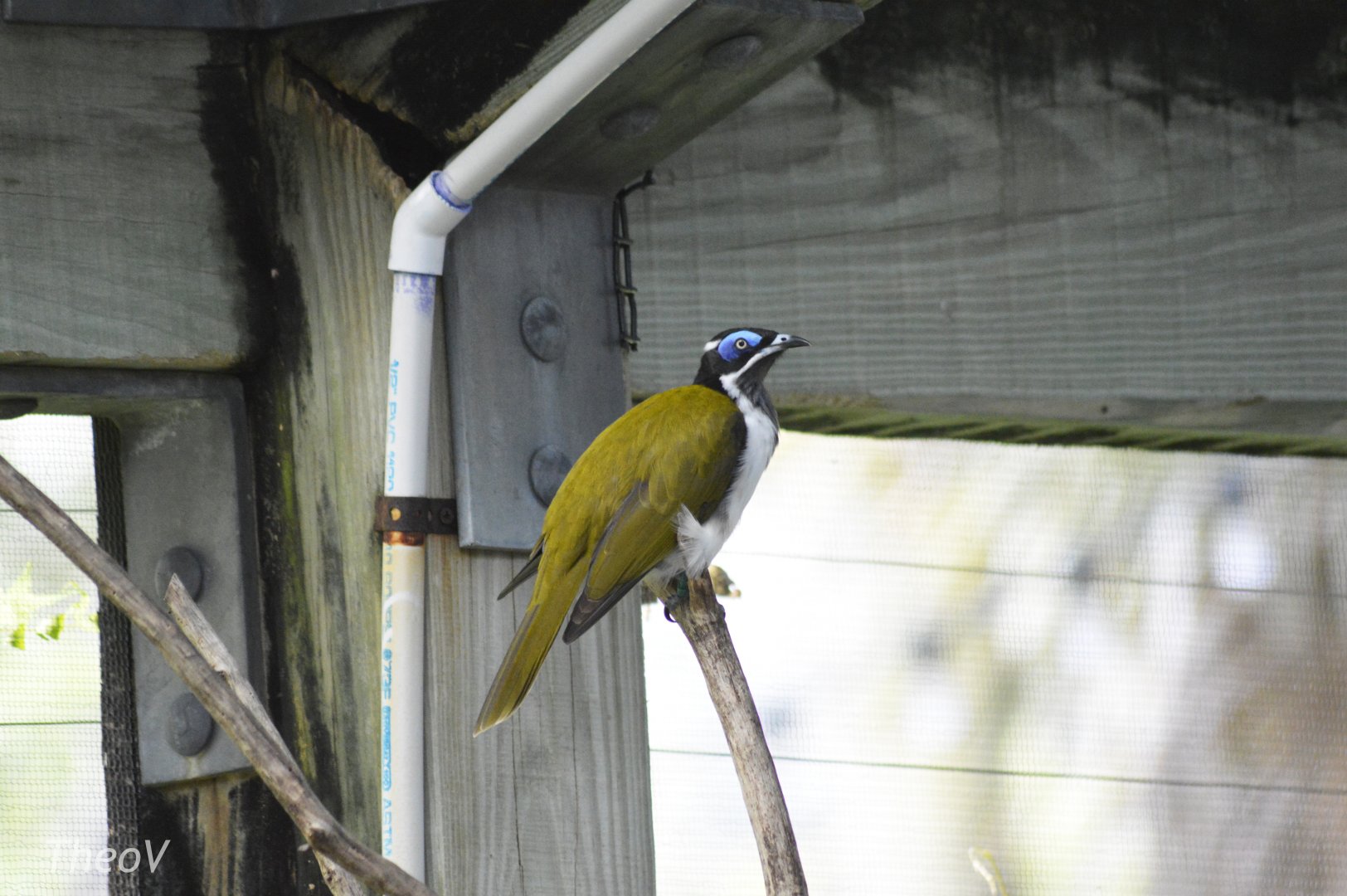 Blue-faced honeyeater [2017]