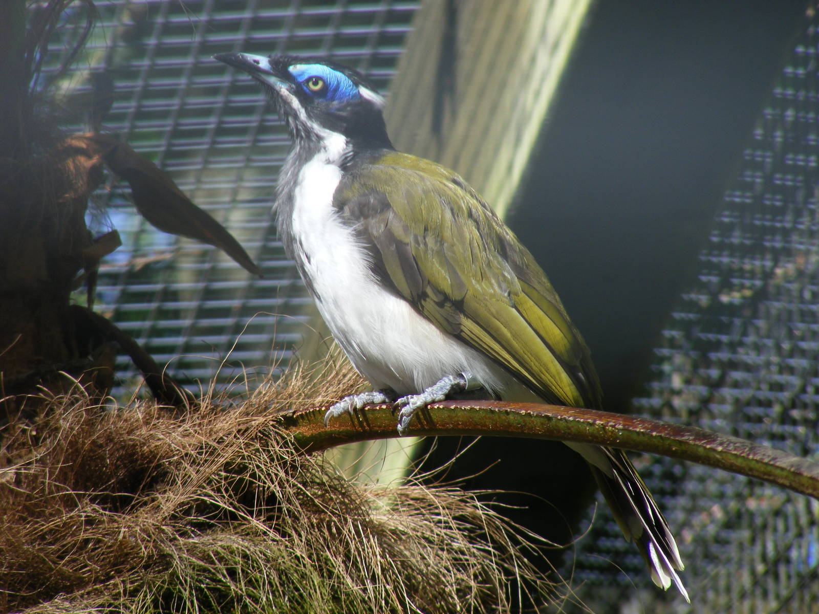 Blue-faced honeyeater at Birdworld, 20 June 2010