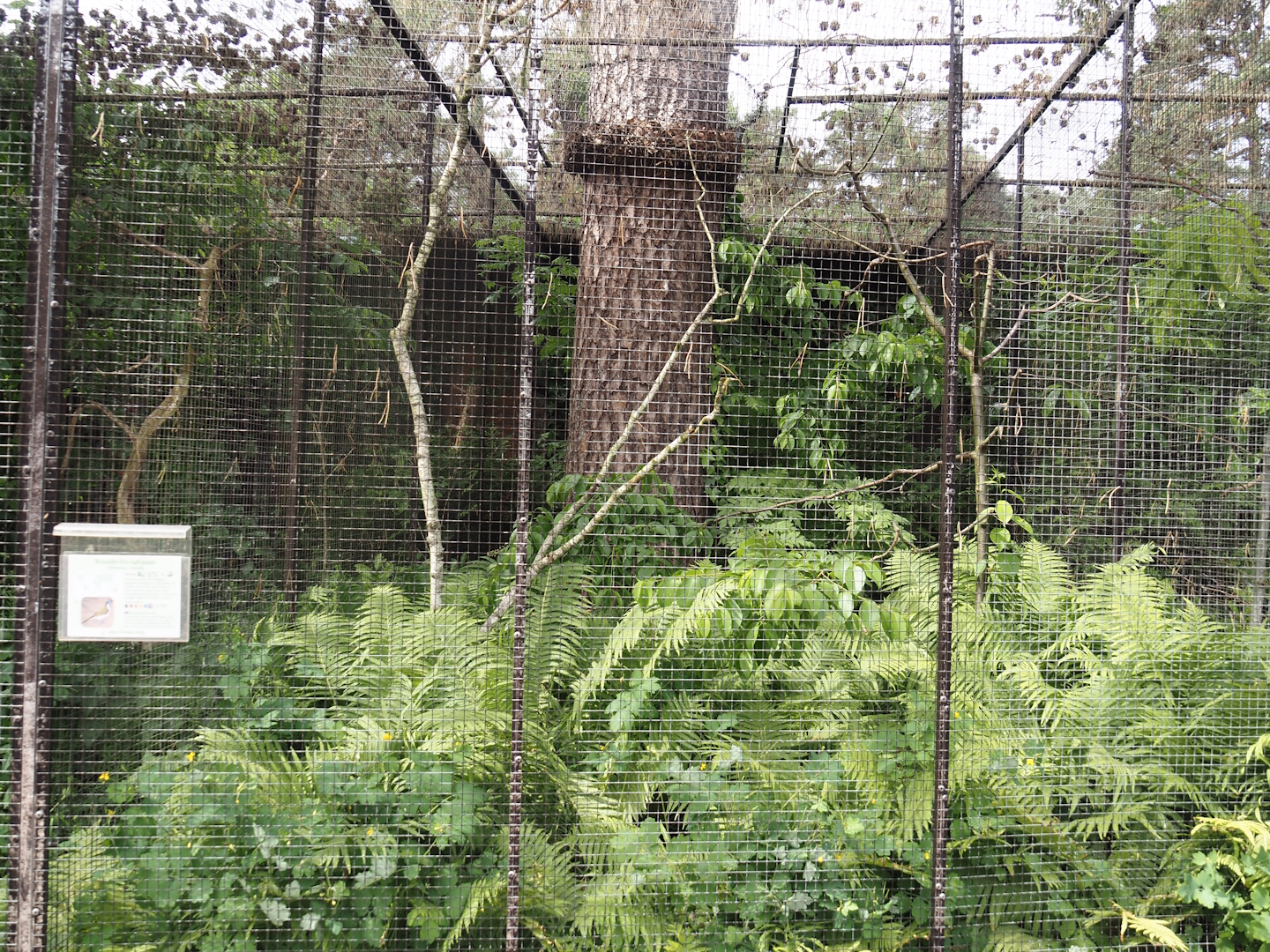 Blue-faced honeyeater aviary, 2024-05-21