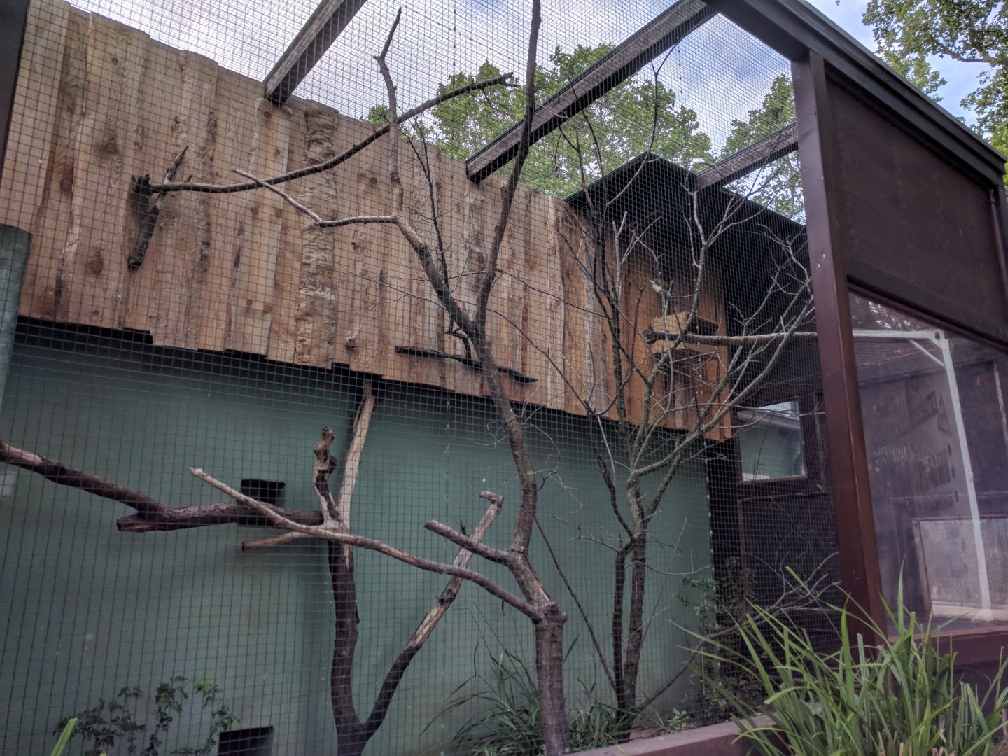 Blue faced Honeyeater Aviary
