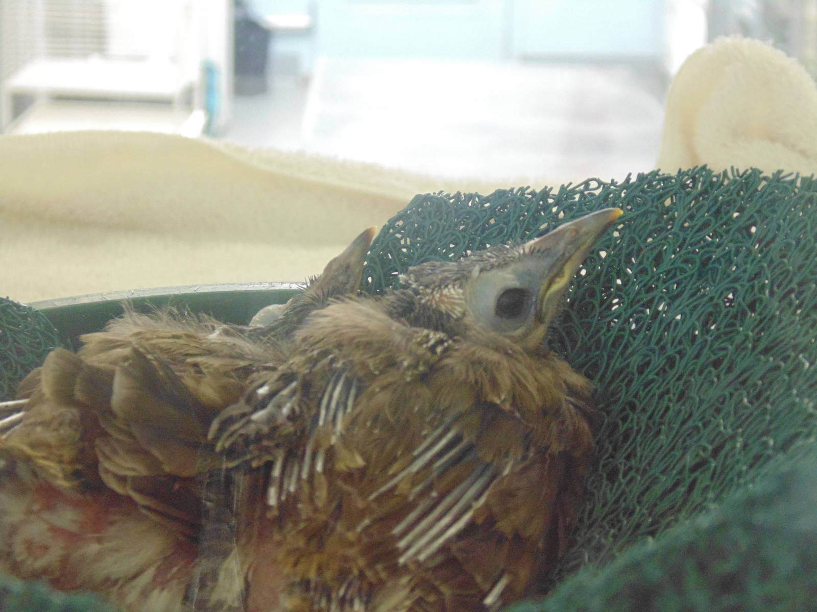 Blue Faced Honeyeater Chicks
