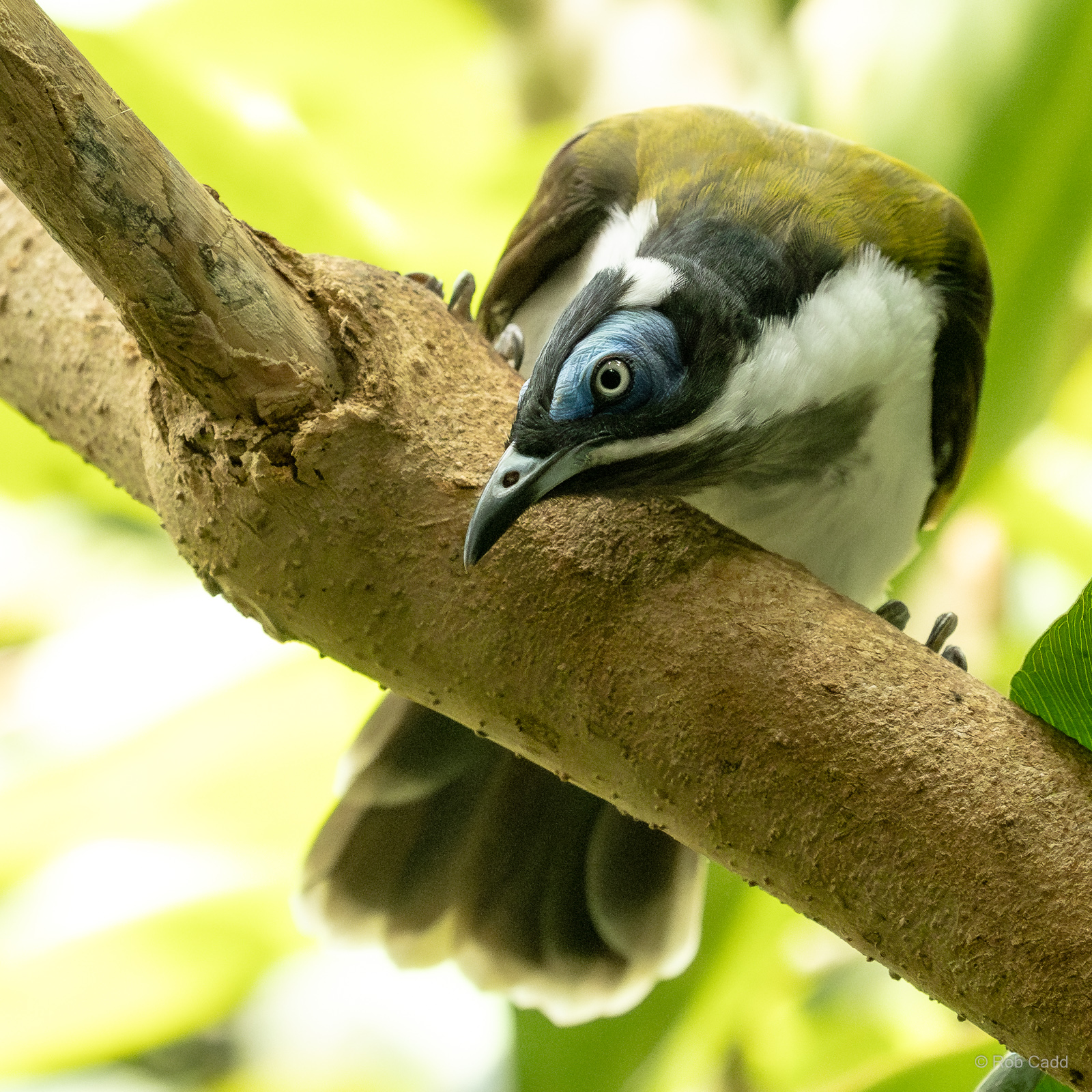 Blue-faced honeyeater : Cotswold WP : 02 Aug 2024