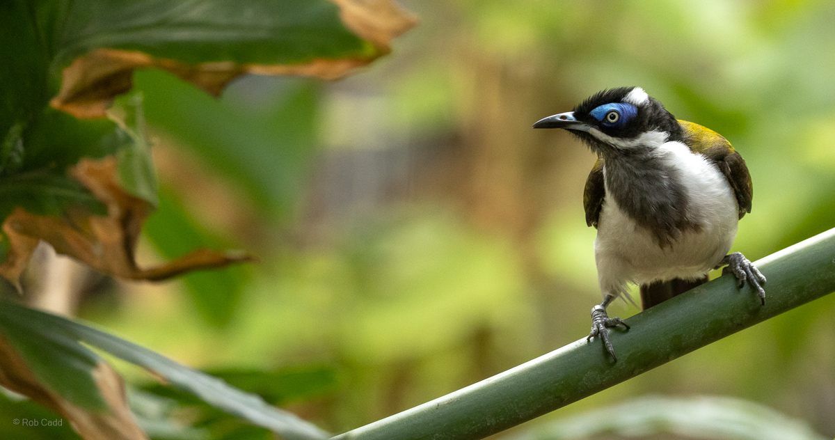Blue-faced honeyeater : Cotswold WP : 14 Mar 2025