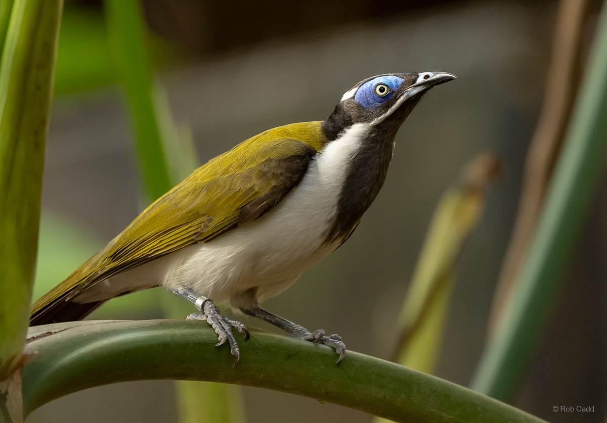 Blue-faced honeyeater : Cotswold WP : 14 Mar 2025