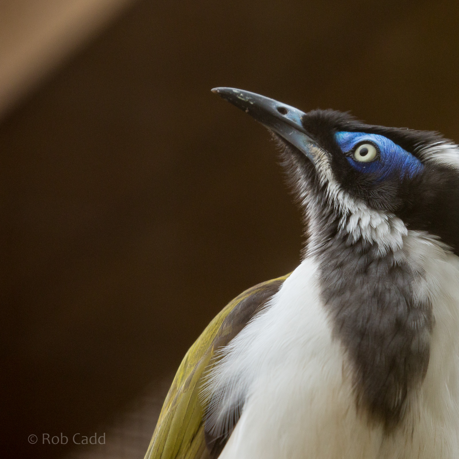 Blue-faced honeyeater : Cotswold WP : 21 Apr 2017