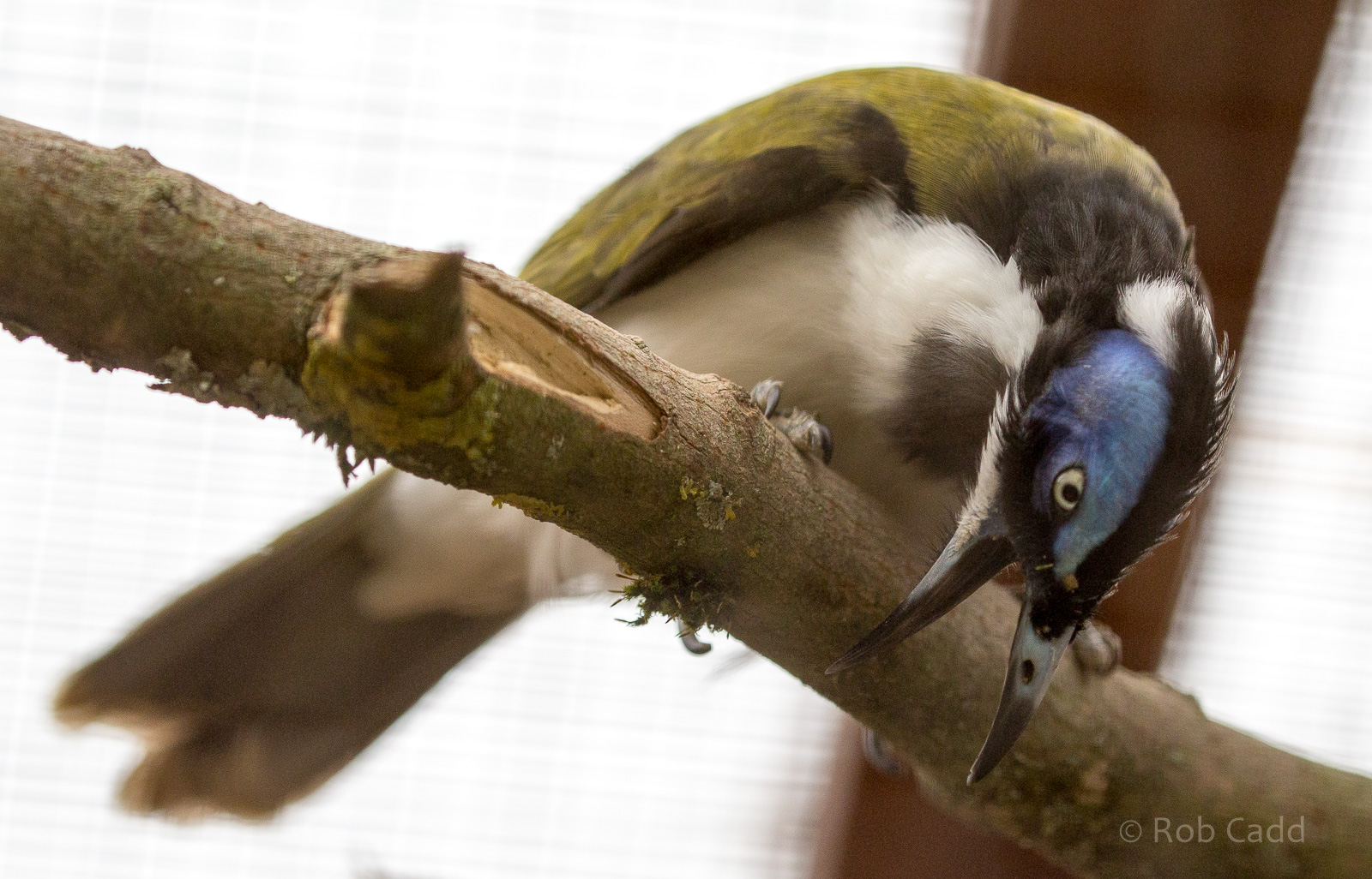 Blue-faced honeyeater : Cotswold WP : 21 Apr 2017