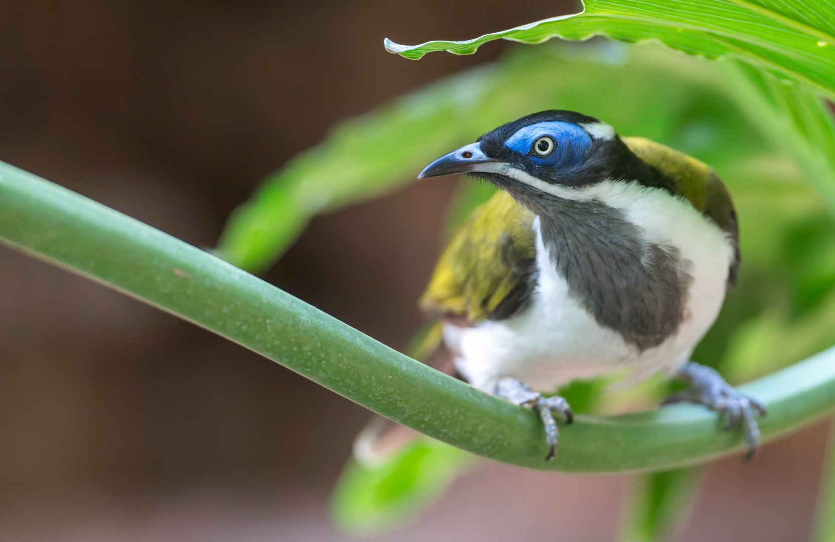 Blue-faced Honeyeater, CWP, UK