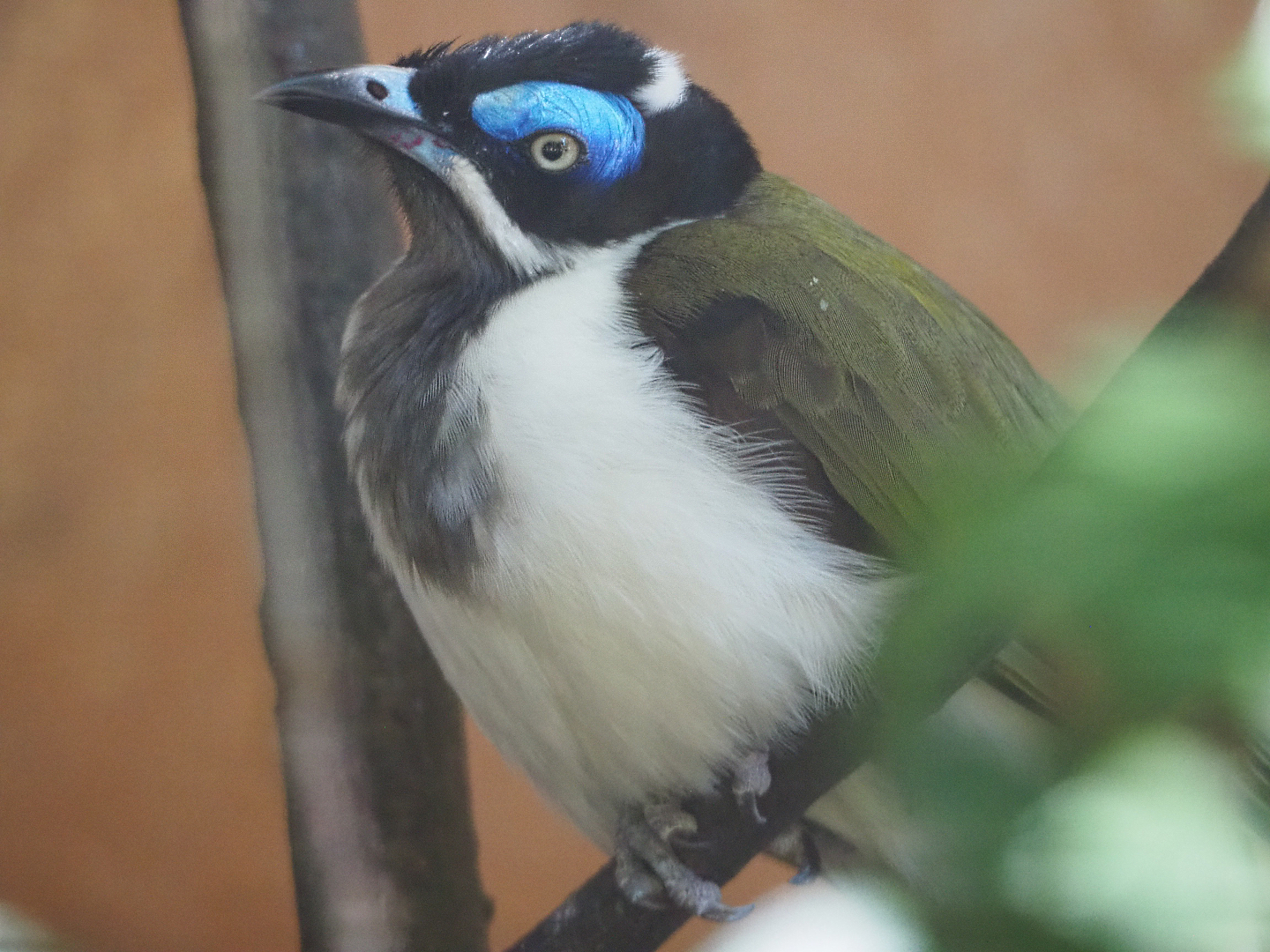 Blue-faced honeyeater (Entomyzon cyanotis), 2019-09-21