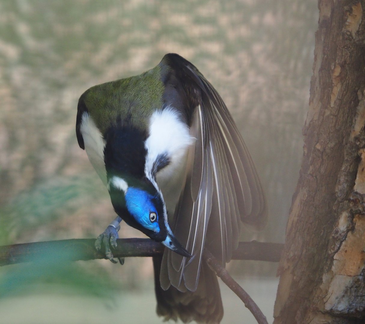 Blue-faced honeyeater (Entomyzon cyanotis), 2020-06-28