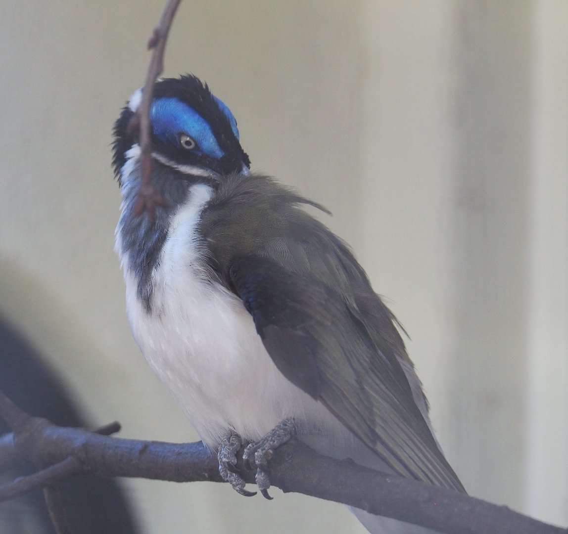 Blue-faced honeyeater (Entomyzon cyanotis), 2020-09-20