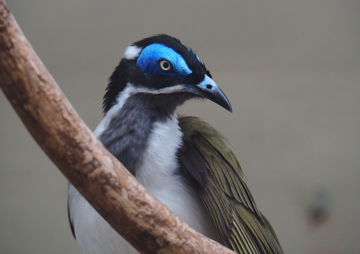Blue-faced honeyeater (Entomyzon cyanotis), 2021-06-12