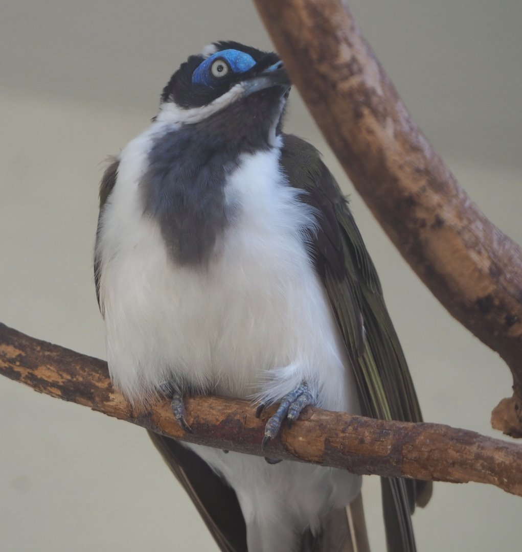 Blue-faced honeyeater  (Entomyzon cyanotis), 2021-07-17