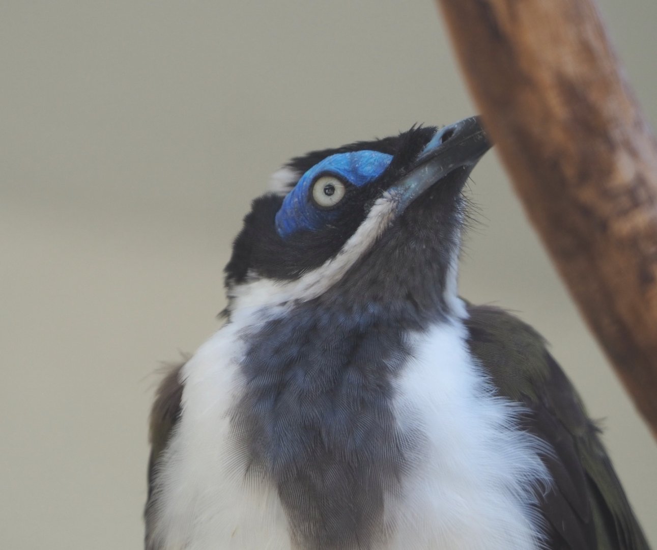 Blue-faced honeyeater  (Entomyzon cyanotis), 2021-07-17