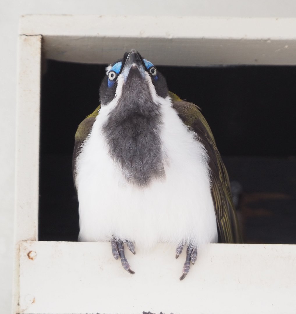 Blue-faced honeyeater (Entomyzon cyanotis), 2022-03-16