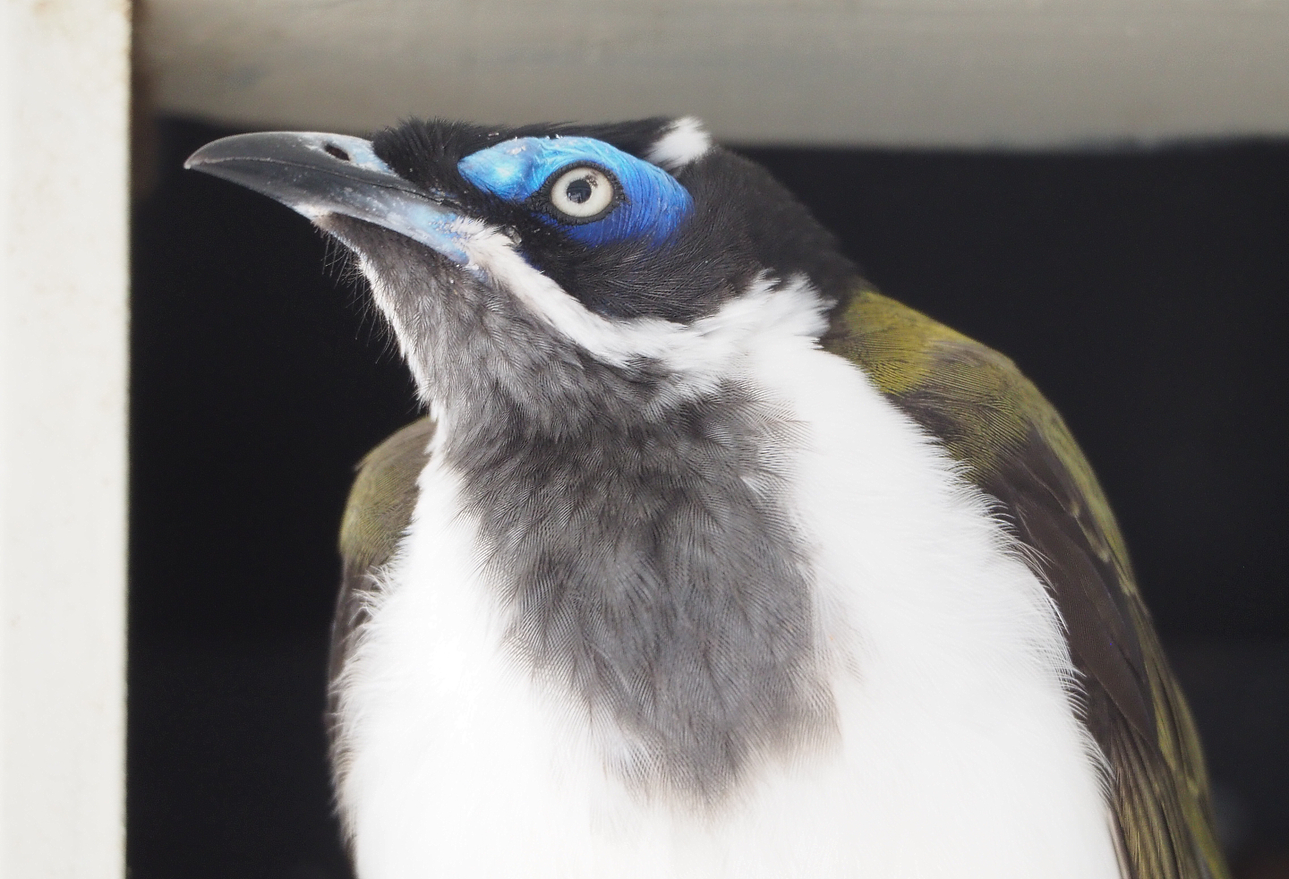 Blue-faced honeyeater (Entomyzon cyanotis), 2022-03-16