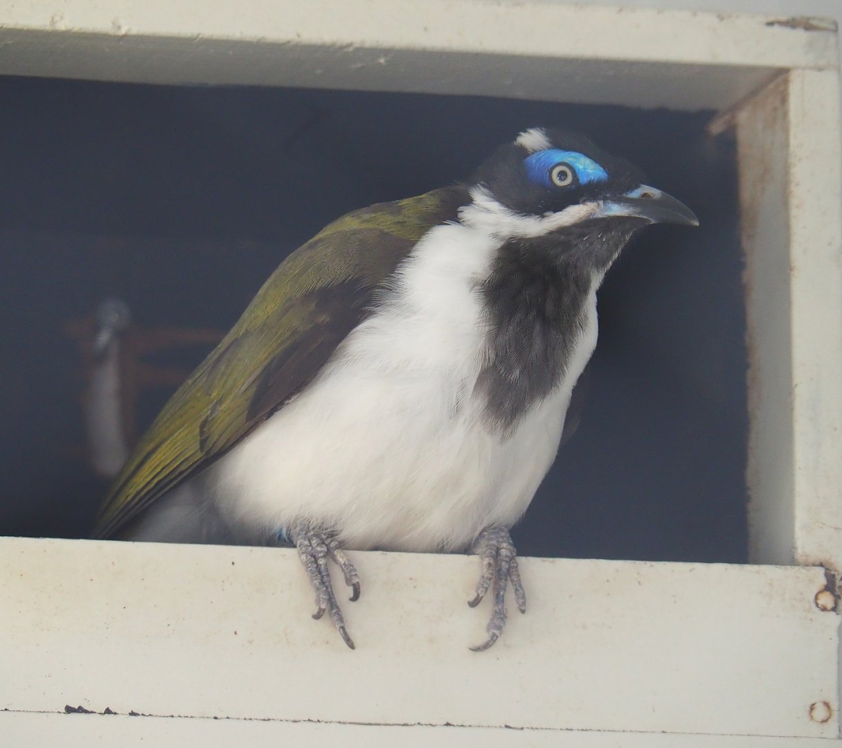 Blue-faced honeyeater (Entomyzon cyanotis), 2022-05-26