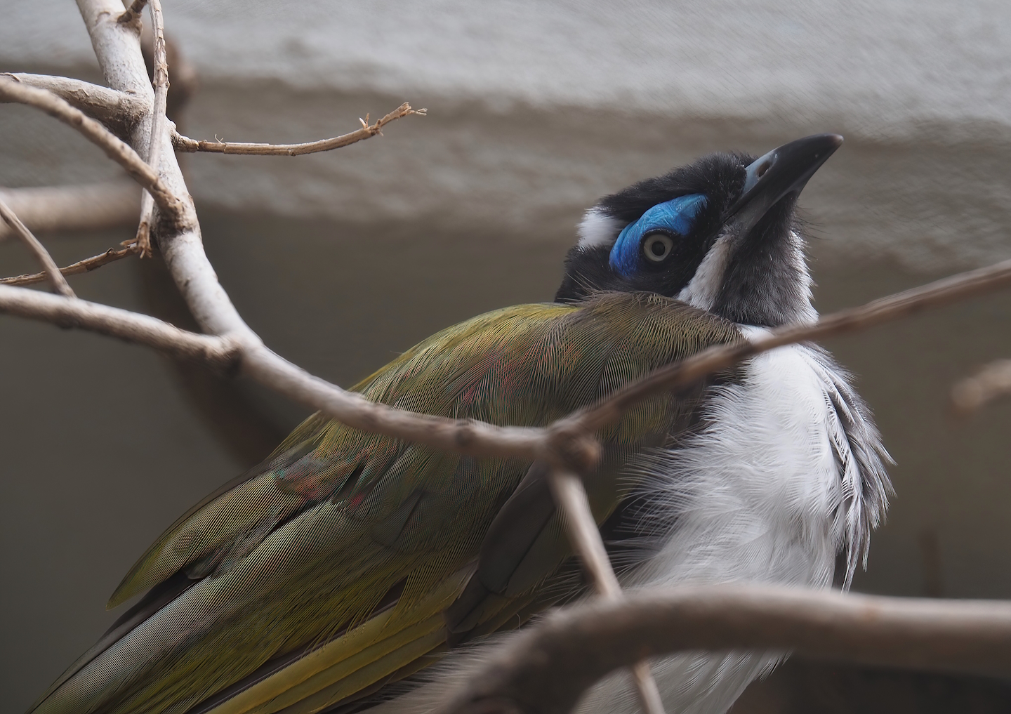 Blue-faced honeyeater (Entomyzon cyanotis), 2022-07-10