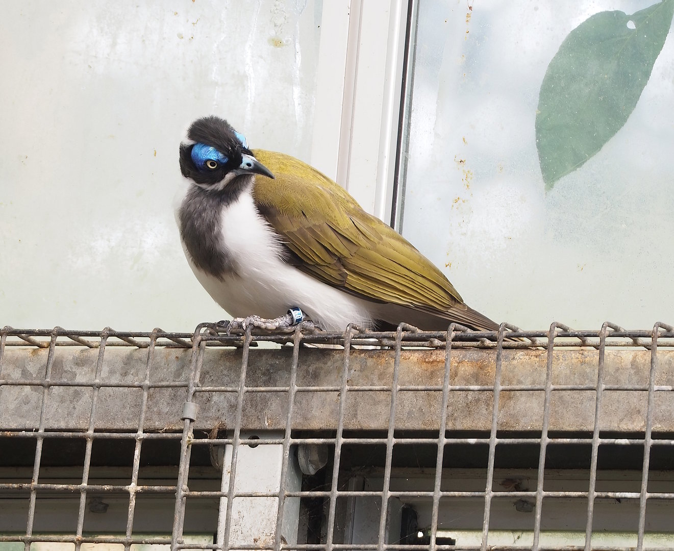 Blue-faced honeyeater (Entomyzon cyanotis), 2022-08-28