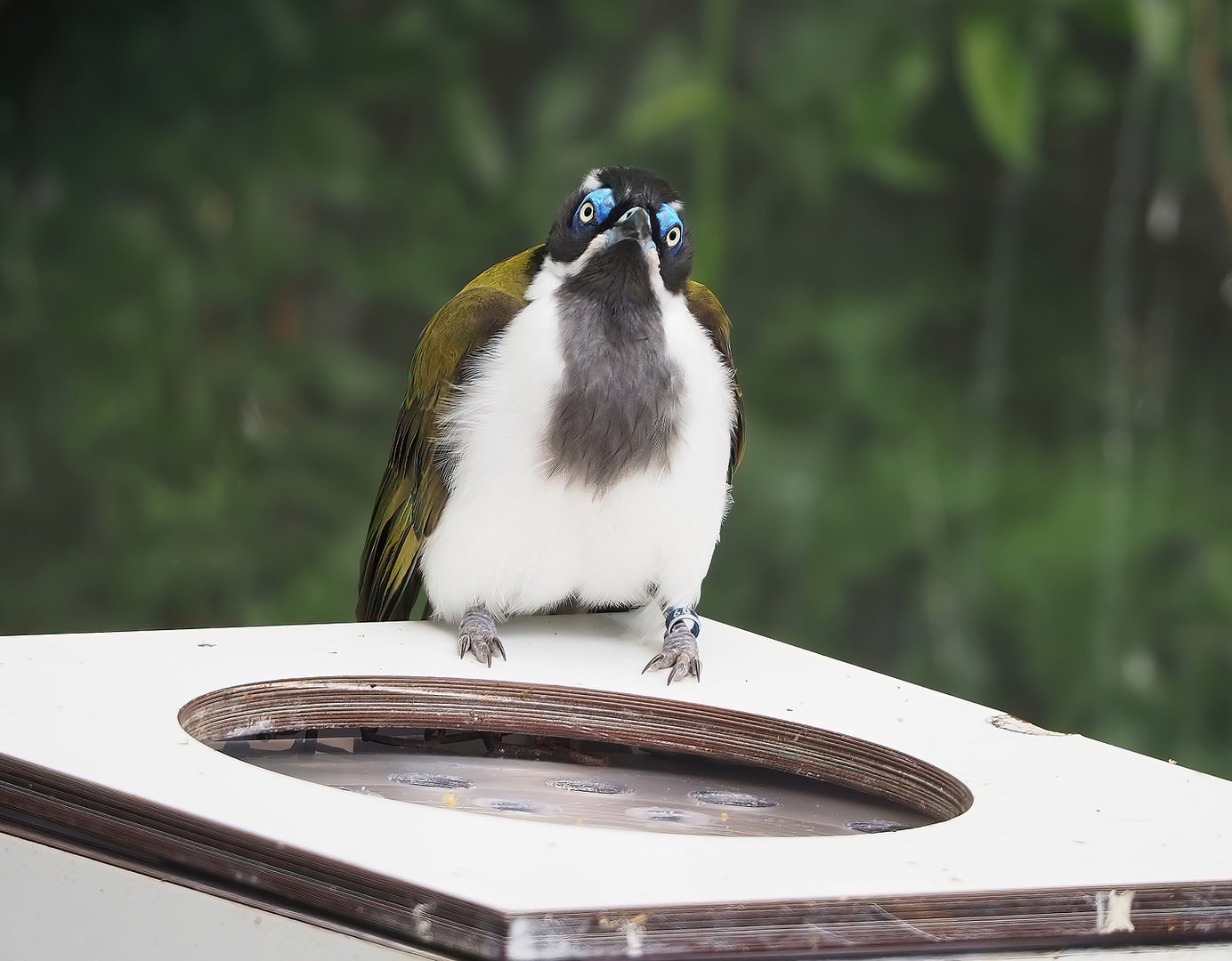 Blue-faced honeyeater (Entomyzon cyanotis), 2022-08-28
