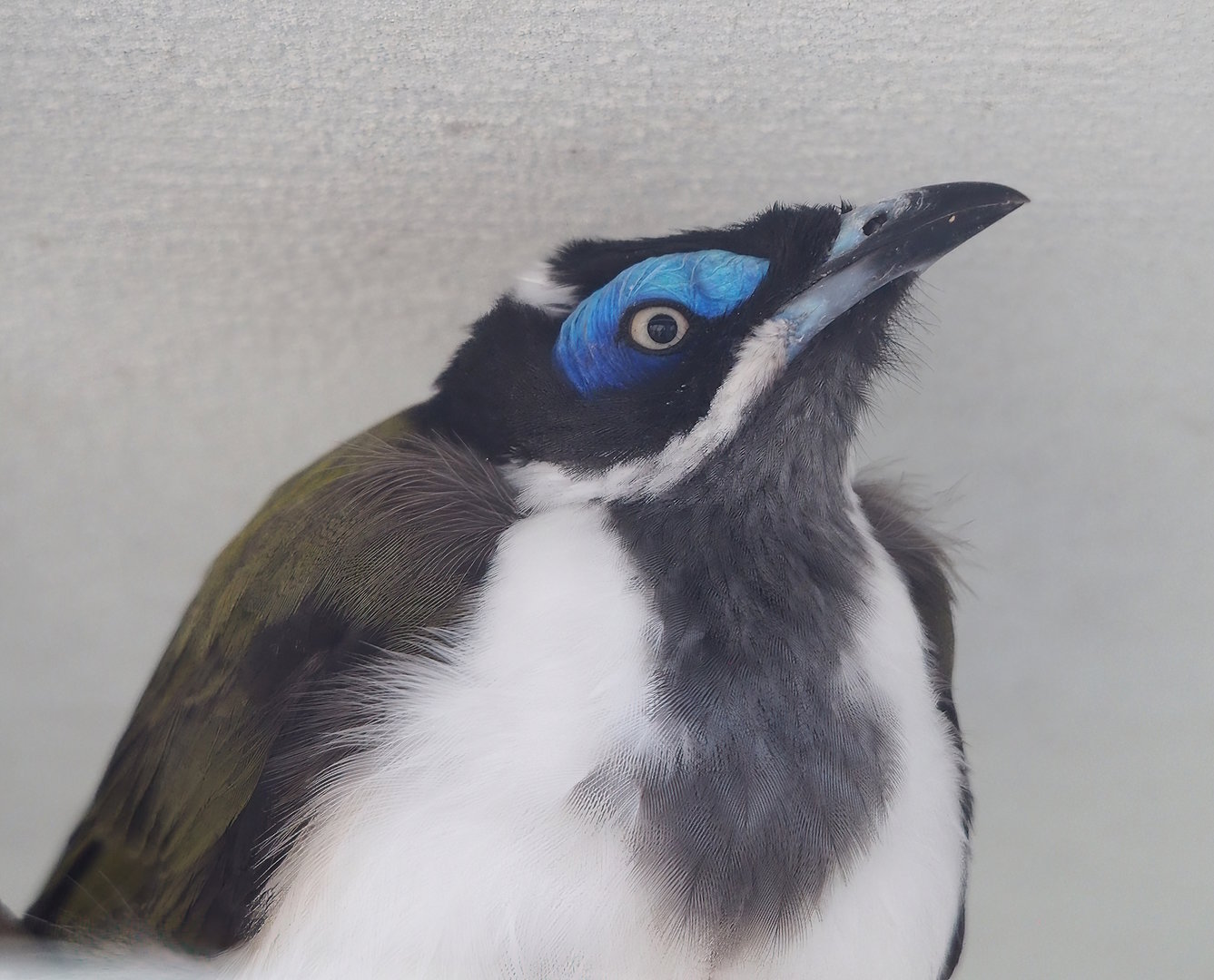 Blue-faced honeyeater (Entomyzon cyanotis), 2022-09-04