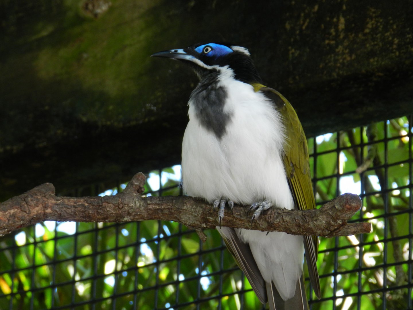 Blue-faced Honeyeater (Entomyzon cyanotis) at Zoo Tampa at Lowry Park, USA